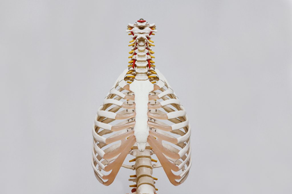 Body Parts in Portuguese