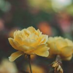 Yellow Flower